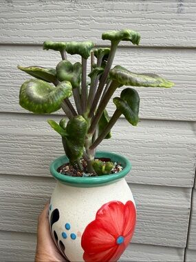 Extremely Rare & Exotic Live Succulent Plant in pot “Kalanchoe Angel Trumpet”
